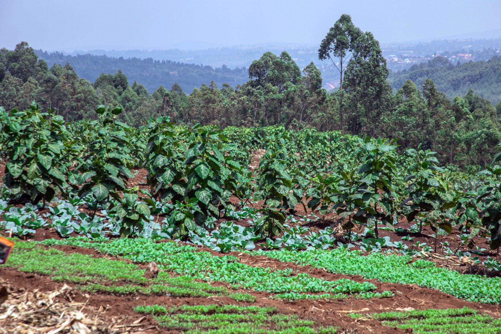 How irrigation is turning Catholic University of Rwanda’s farm into a fruit production hub
