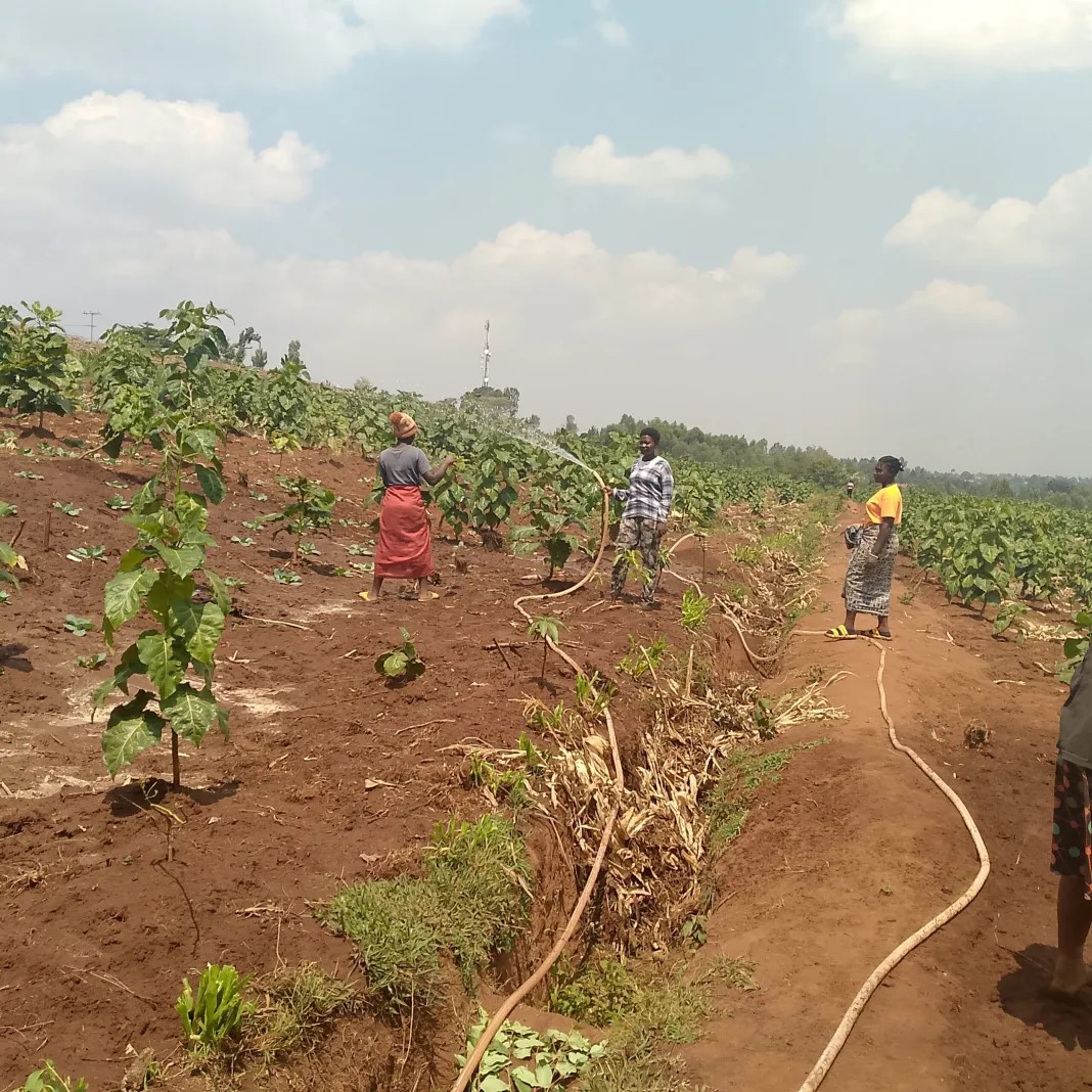 Irrigation Transforms Fruit Farming and Generates Youth Employment in Gisagara